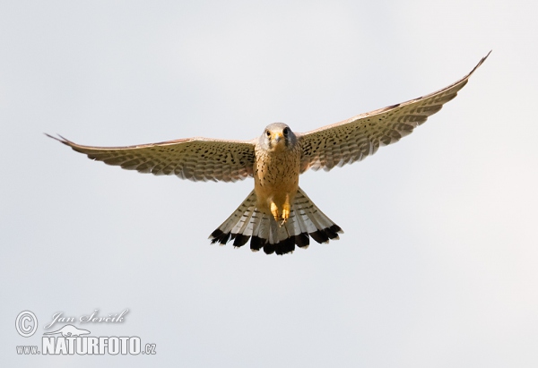 Poštolka obecná (Falco tinnunculus)