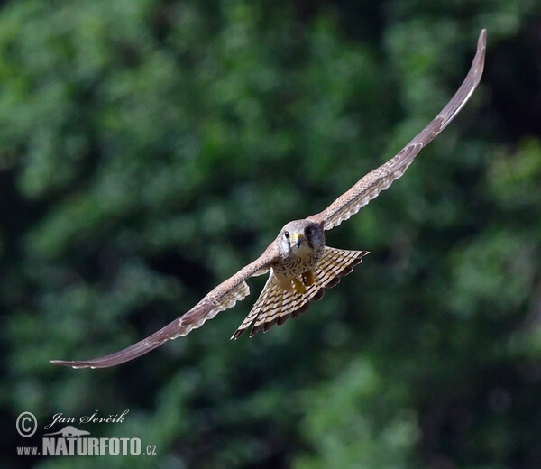 Poštolka obecná (Falco tinnunculus)