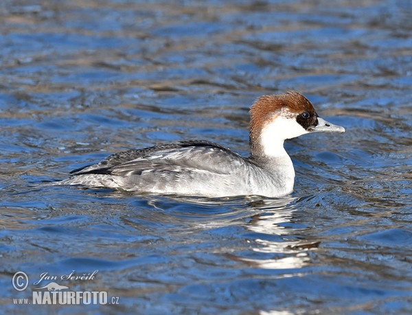 Potápač biely (Mergus albellus)