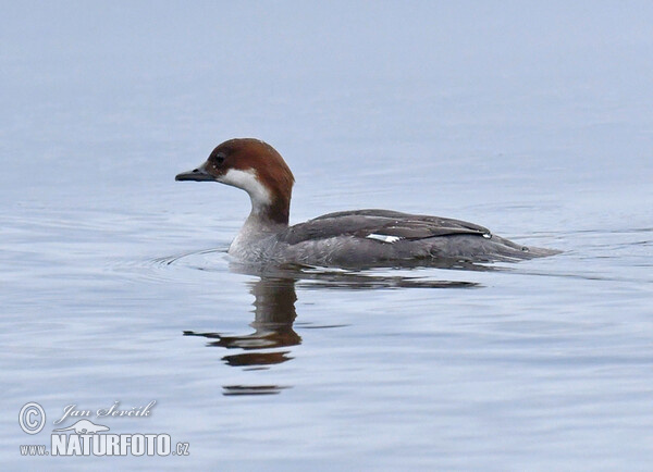 Potápač biely (Mergus albellus)