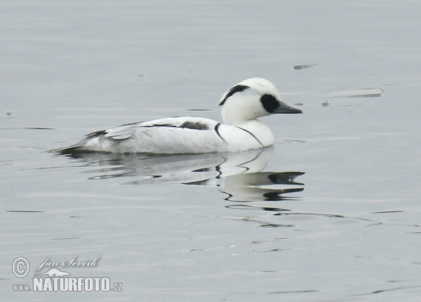 Potápač biely (Mergus albellus)