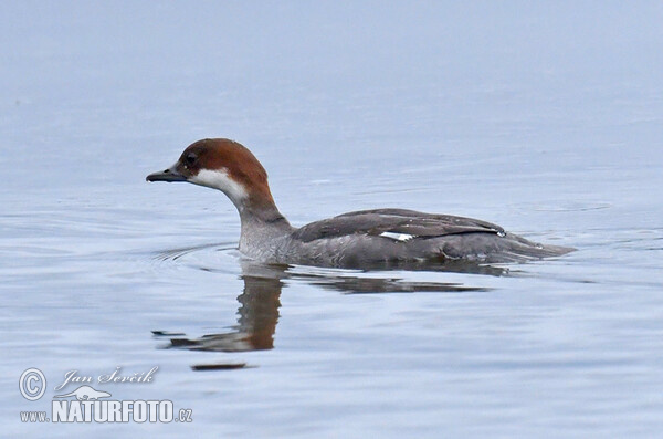 Potápač biely (Mergus albellus)