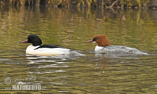 Potápač veľký (Mergus merganser)