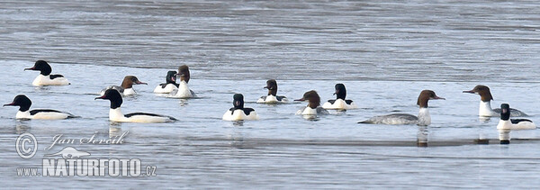 Potápač veľký (Mergus merganser)