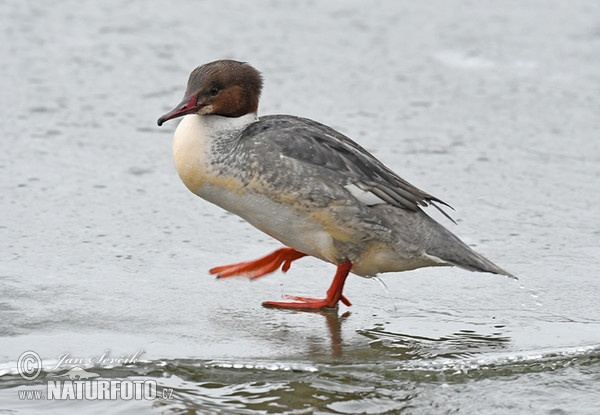 Potápač veľký (Mergus merganser)