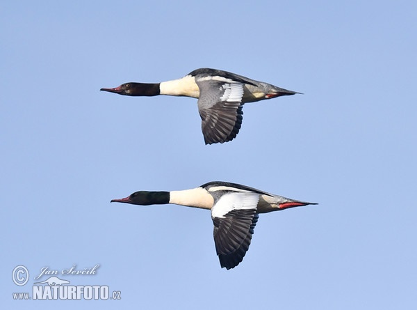 Potápač veľký (Mergus merganser)