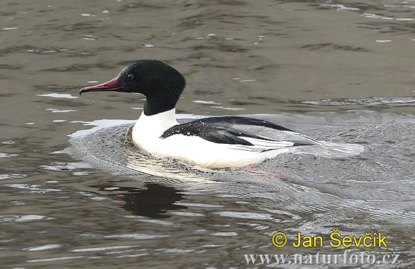 Potápač veľký (Mergus merganser)