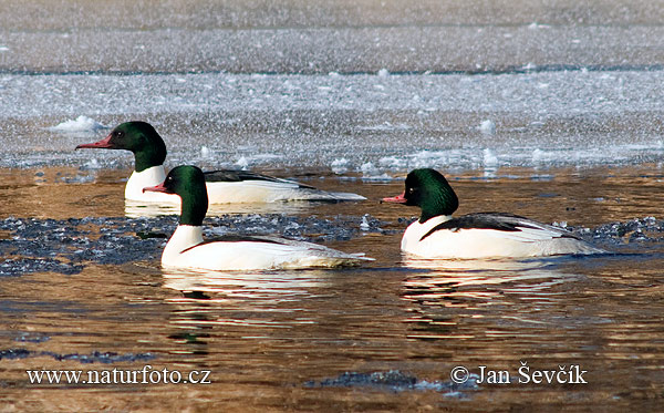 Potápač veľký (Mergus merganser)