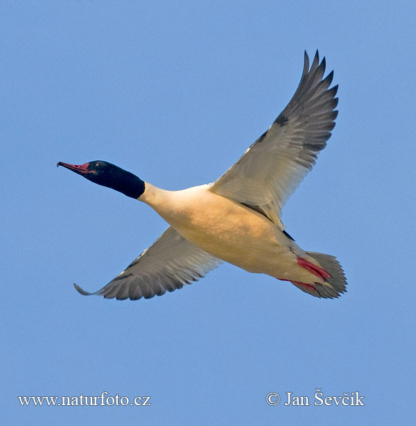 Potápač veľký (Mergus merganser)