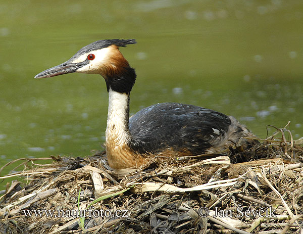 Potápka chochlatá (Podiceps cristatus)