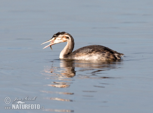 Potápka chochlatá (Podiceps cristatus)