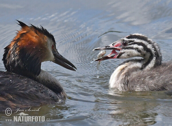 Potápka chochlatá (Podiceps cristatus)