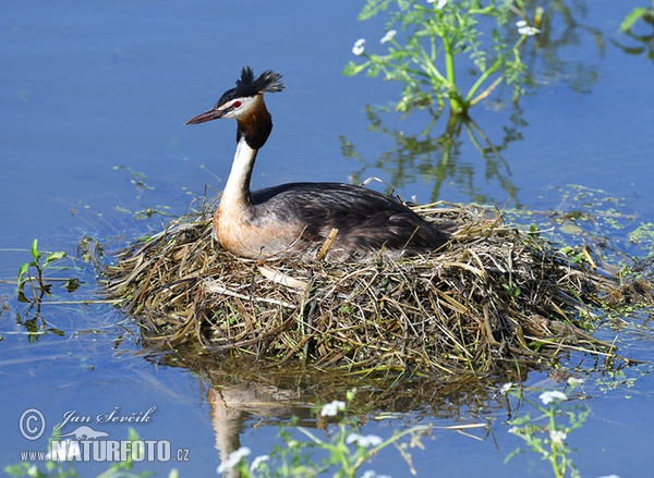 Potápka chochlatá (Podiceps cristatus)