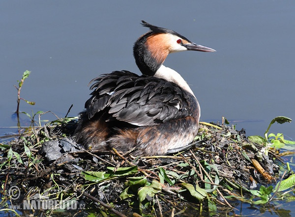 Potápka chochlatá (Podiceps cristatus)