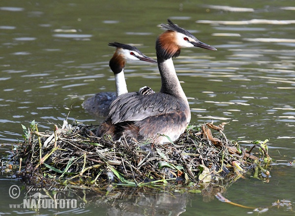 Potápka chochlatá (Podiceps cristatus)