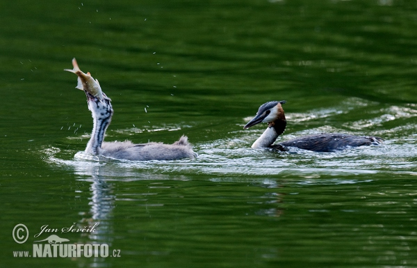 Potápka chochlatá (Podiceps cristatus)