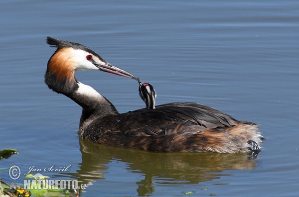 Potápka chochlatá (Podiceps cristatus)