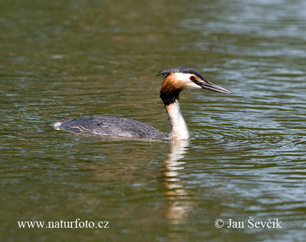 Potápka chochlatá (Podiceps cristatus)