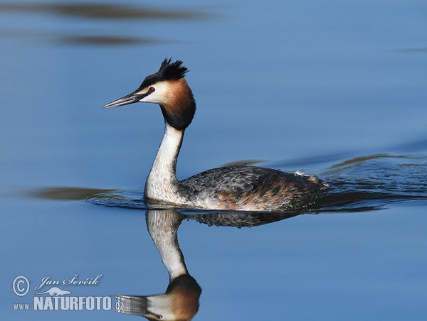 Potápka chochlatá (Podiceps cristatus)