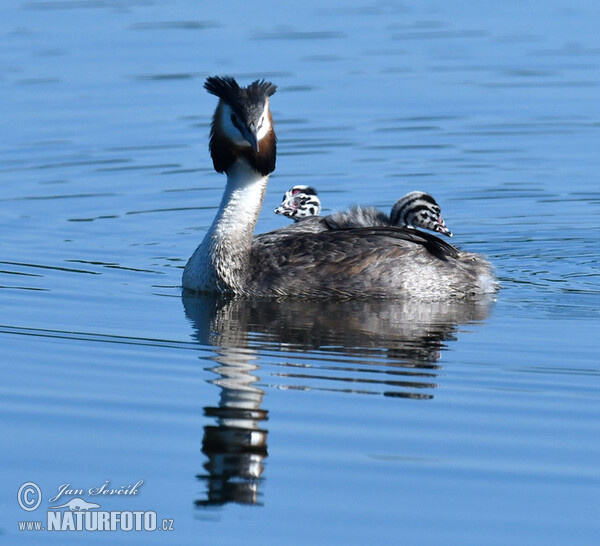 Potápka chochlatá (Podiceps cristatus)