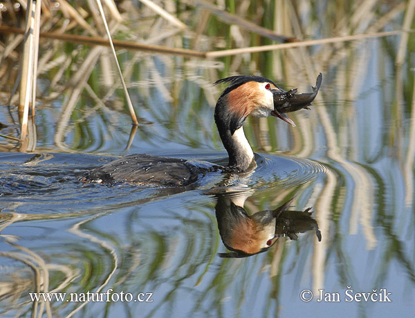 Potápka chochlatá (Podiceps cristatus)