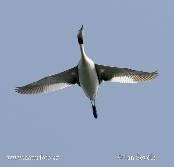 Potápka chochlatá (Podiceps cristatus)