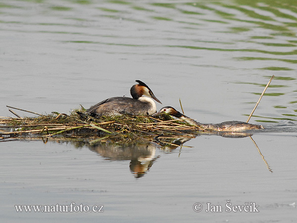 Potápka chochlatá (Podiceps cristatus)