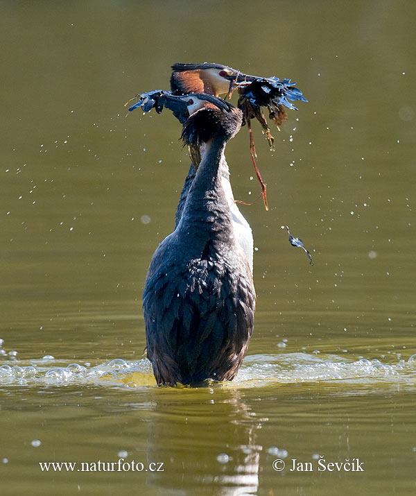 Potápka chochlatá (Podiceps cristatus)