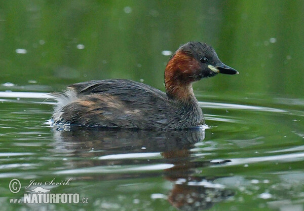 Potápka hnedá (potápka malá) (Tachybaptus ruficollis)