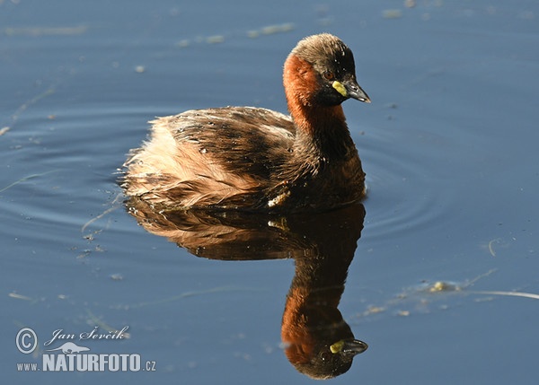 Potápka hnedá (potápka malá) (Tachybaptus ruficollis)