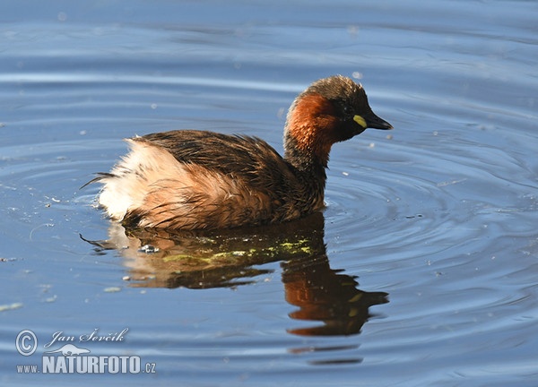 Potápka hnedá (potápka malá) (Tachybaptus ruficollis)