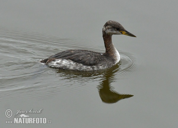 Potápka rudokrká (Podiceps grisegena)