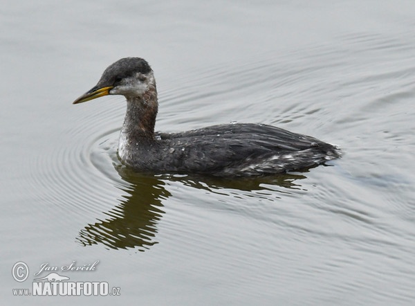 Potápka rudokrká (Podiceps grisegena)