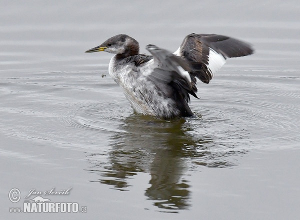 Potápka rudokrká (Podiceps grisegena)