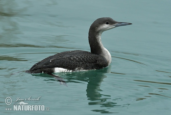 Potáplica severská (Gavia arctica)