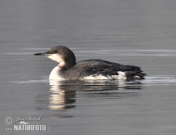 Potáplica severská (Gavia arctica)