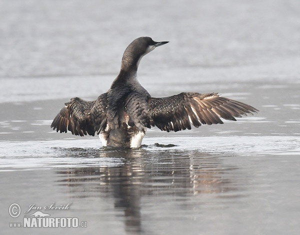 Potáplica severská (Gavia arctica)