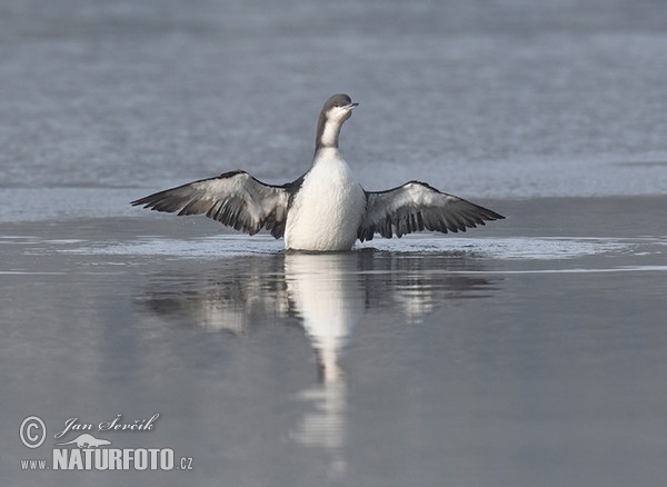 Potáplica severská (Gavia arctica)