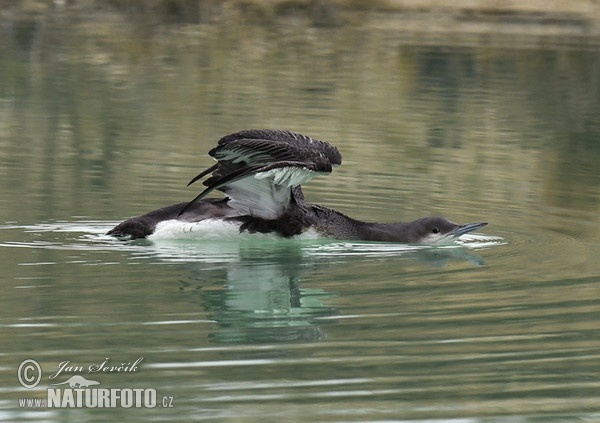 Potáplica severská (Gavia arctica)