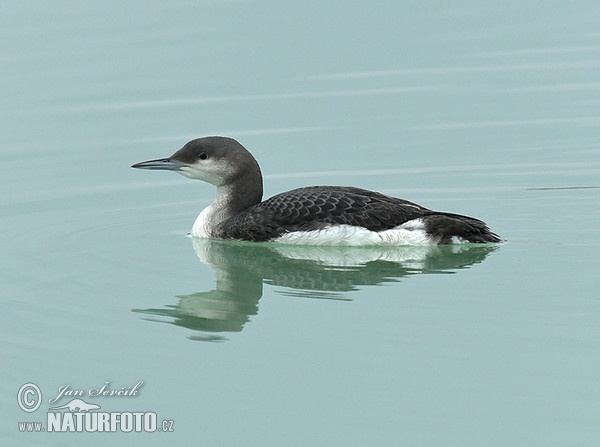 Potáplica severská (Gavia arctica)