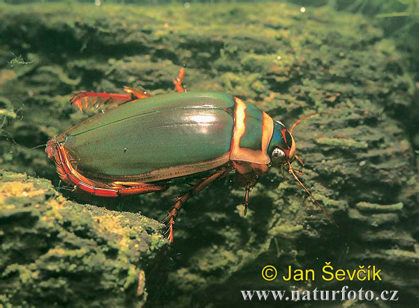 Potápnik obrúbený (Dytiscus marginalis)