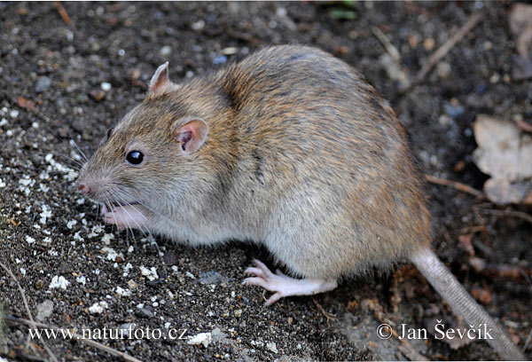 Potkan hnedý (Rattus norvegicus)