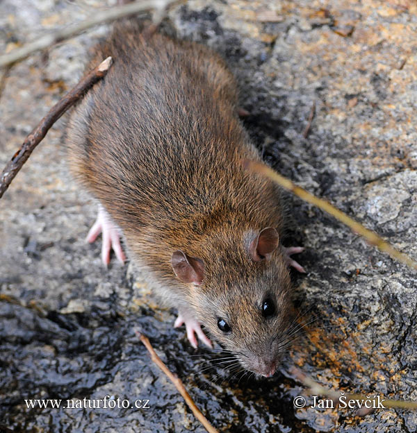 Potkan hnedý (Rattus norvegicus)