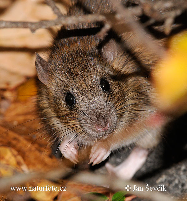 Potkan hnedý (Rattus norvegicus)