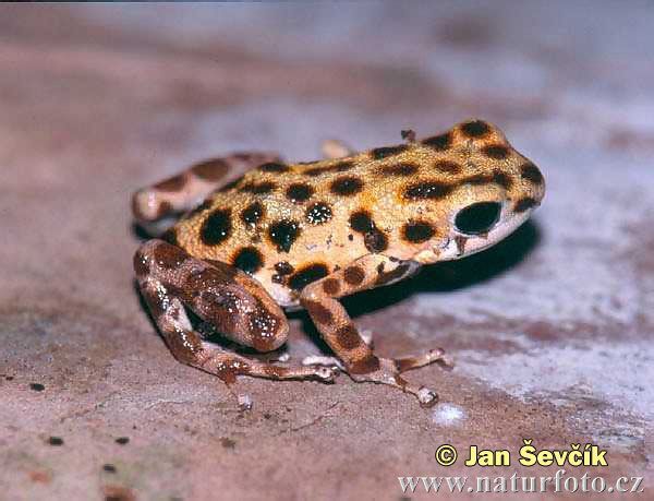 Pralesnička drobná (Dendrobates pumilio)