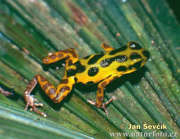 Pralesnička drobná (Dendrobates pumilio)