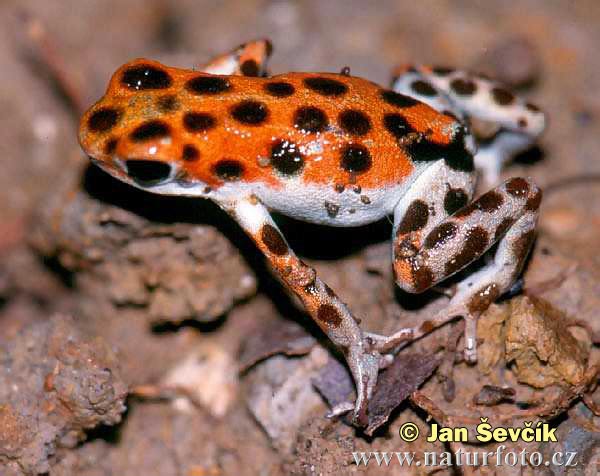 Pralesnička drobná (Dendrobates pumilio)