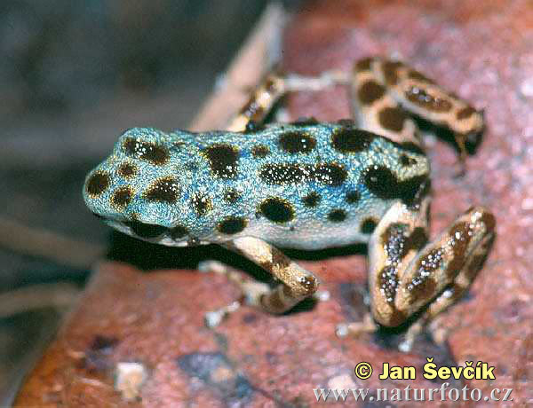 Pralesnička drobná (Dendrobates pumilio)