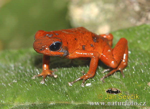 Pralesnička drobná (Dendrobates pumilio)