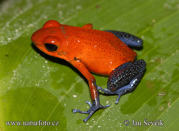 Pralesnička drobná (Dendrobates pumilio)